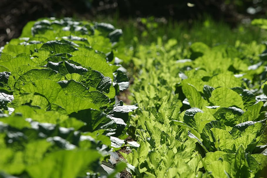 cavolo cinese, luce, verdure, verde, foglie d'autunno, colore verde, pianta, crescita, foglia, parte vegetale, natura, bellezza nella natura, campo, giorno, messa a fuoco selettiva, terra, nessuno, freschezza, avvicinamento, acqua, la tranquillità, all'aperto, vulnerabilità, fogliame, le foglie, rugiada, 4K