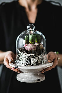 green, potted, plants, Close-ups, potted plants, closeup, seed, plant, pot, decoration, seedling, ornament, dirt, ground, growing, people, women, human Hand, holding, one Person, food, adult, jar, adults only, midsection, real people, front view, indoors, focus on foreground, hand, transparent, men, human body part, close-up, container, freshness, glass - material, 4K