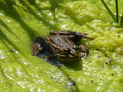 rana, alghe, stagno, batrachian, gracchiare, fiume, un animale, fauna selvatica, temi animali, colore verde, animali allo stato selvatico, nessuno, animale, acqua, avvicinamento, natura, invertebrato, giorno, vista dall'alto, vertebrato, anfibio, insetto, parte del corpo animale, all'aperto, occhio animale, 2K, CC0, dominio pubblico, privo di copyright