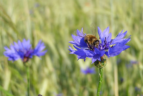 blauet, bluebottle, Abellot, macro, prat, camp, centaurea cyanus, estiu, naturalesa, planta amb flors, flor, planta, fauna animal, animal, temes d'animals, frescor, animals a la natura, bellesa a la natura, porpra, un animal, abella, invertebrat, insecte, fragilitat, cap de flor, pètal, primer pla, vulnerabilitat, polinització, cap gent, primavera, pol·len, llit de flors, 2K, CC0, domini públic, lliure de regalies