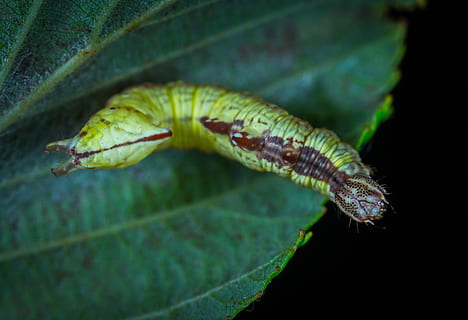larva, insetto, bruco, natura, animali, macro, fauna selvatica, temi animali, avvicinamento, un animale, animale, parte vegetale, foglia, colore verde, animali allo stato selvatico, nessuno, invertebrato, pianta, verme, giorno, all'aperto, modello naturale, sfondo nero, 4K, CC0, dominio pubblico, privo di copyright