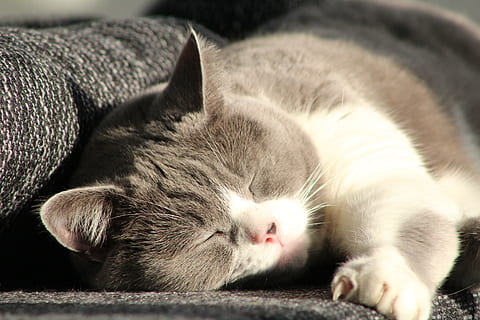 gatto, mieze, temi animali, domestico, mammifero, animale, animali domestici, un animale, rilassamento, occhi chiusi, addormentato, avvicinamento, gatto domestico, sdraiarsi, felino, riposo, vertebrato, nessuno, parte del corpo animale, baffo, testa di animale, napping, 5K, CC0, dominio pubblico, privo di copyright
