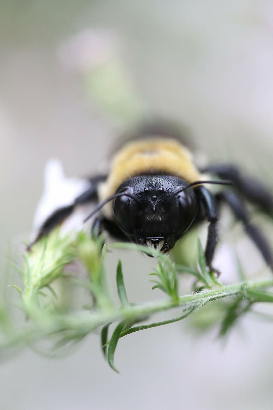 ape, bombo, macro, pianta, natura, messa a fuoco selettiva, avvicinamento, temi animali, animale, animali allo stato selvatico, un animale, fauna selvatica, nessuno, insetto, parte vegetale, invertebrato, foglia, colore verde, bellezza nella natura, fiore, giorno, pianta fiorita, all'aperto, 2K