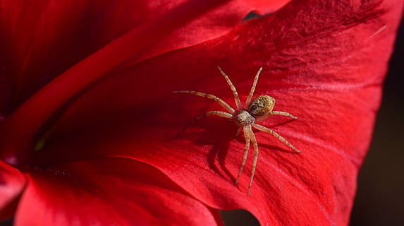 fotografia ravvicinata, Marrone, ragno cacciatore, rosso, fiore petalo, ragno, piccolo, piccolo ragno, vicino, aracnidi, fiorire, fioritura, baby spider, giovane, correre, strisciare, invertebrato, animale, avvicinamento, temi animali, aracnide, un animale, fauna selvatica, artropodo, insetto, animali allo stato selvatico, nessuno, fragilità, fiore, natura, freschezza, pianta fiorita, pianta, vulnerabilità, all'aperto, polline, 5K, CC0, dominio pubblico, privo di copyright
