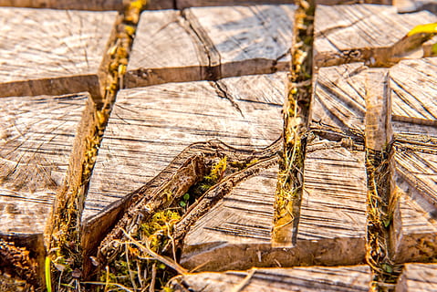 Pozadí, hnědý, okres, sekce, detail, dřevo, Příroda, vzor, prostě, struktura, zadek, textura, povrch, strom, kmen, jako, kůra, odřezal, případech, kůra stromu, lesnické práce, zavřít, dřevo - materiál, nikdo, den, venku, selektivní zaměření, log, texturou, rostlina, slunečního světla, zvětralý, zaměřit se na popředí, vysoký úhel pohledu, celý rám, přistát, 5K, CC0, veřejná doména, bez autorských práv