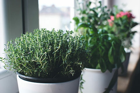 thyme, window, Fresh, close up, green, herbs, plant, flower Pot, flower, nature, indoors, no People, green Color, decoration, potted plant, day, selective focus, growth, focus on foreground, close-up, beauty in nature, houseplant, plant part, botany, succulent plant, leaf, plant nursery, 5K
