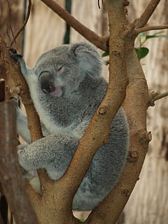 grau, Koala, Baum, Schlafen, Koalabär, Teddybär, Bär, süß, Zoo, Beuteltier, Tier, Eukalyptus, Tierwelt, Australien, Natur, Säugetier, Eukalyptusbaum, australische Kultur, Tierthemen, ein Tier, Tiere in freier Wildbahn, Ast, Pflanze, keine Leute, Entspannung, Wirbeltier, Baumstamm, Fokus auf den Vordergrund, Kofferraum, Tag, Augen geschlossen, draußen, pflanzenfressend, 2K, CC0, gemeinfrei, lizenzfrei