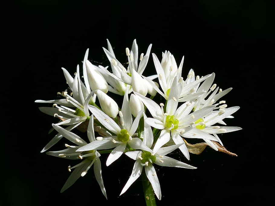 aglio selvatico, fiore, primavera, pianta fiorita, sfondo nero, vulnerabilità, fragilità, pianta, freschezza, petalo, bellezza nella natura, Colore bianco, testa di fiore, avvicinamento, infiorescenza, girato in studio, natura, in casa, crescita, nessuno, crisantemo, ritagliare, composizione floreale, 4K
