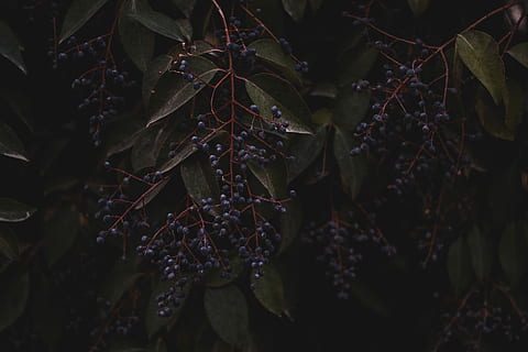 bacche viola, nero, frutti di bosco, albero, frutta, buio, ramo, pianta, foglia, parte vegetale, crescita, avvicinamento, natura, bellezza nella natura, nessuno, giorno, freschezza, messa a fuoco selettiva, all'aperto, cibo e bevande, concentrarsi sulle conoscenze acquisite, fragilità, la tranquillità, mangiare sano, vulnerabilità, le foglie, 2K, CC0, dominio pubblico, privo di copyright