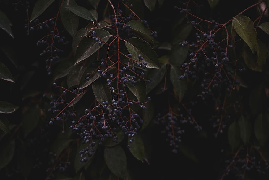 bacche viola, nero, frutti di bosco, albero, frutta, buio, ramo, pianta, foglia, parte vegetale, crescita, avvicinamento, natura, bellezza nella natura, nessuno, giorno, freschezza, messa a fuoco selettiva, all'aperto, cibo e bevande, concentrarsi sulle conoscenze acquisite, fragilità, la tranquillità, mangiare sano, vulnerabilità, le foglie, 2K