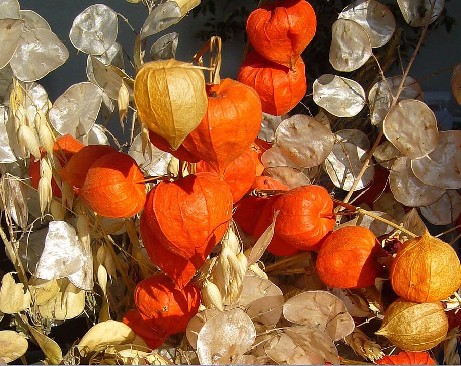 planta de physalis, honestedat, physalis, tardor, caure, arranjament, decoració, fruita, color taronja, cap gent, menjar, menjar i beguda, naturalesa, primer pla, frescor, dia, cítrics, gran grup d'objectes, alimentació saludable, vista d’angle alt, llum solar, a l'aire lliure, natura morta, cirera d’hivern, abundància, marc complet, bellesa a la natura, taronja, 720P