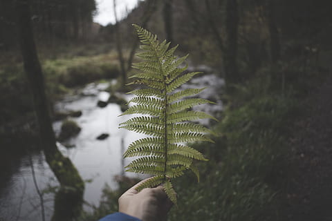 person, holding, green, fern, blur, close-up, color, creative, dark, dawn, daylight, environment, evergreen, forest, growth, hand, landscape, leaf, nature, outdoors, park, rainforest, river, rocks, travel, trees, water, wood, plant, tree, human hand, human body part, day, personal perspective, plant part, focus on foreground, beauty in nature, real people, land, one person, unrecognizable person, body part, finger, leaves, human limb, 5K