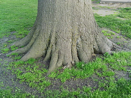wortels, solide, boom, natuur, hout, groei, sterkte, metafoor, integriteit, geroot en geaard, onder het oppervlakte, diep, boomwortels, milieu, gesprek, fabriek, romp, boomstam, land-, gras, groene kleur, dag, veld-, kalmte, geen mensen, schoonheid in de natuur, Bos, buitenshuis, rustige scène, mos, schors, deel van de plant, bos-, 2K, CC0, publiek domein, royaltyvrij