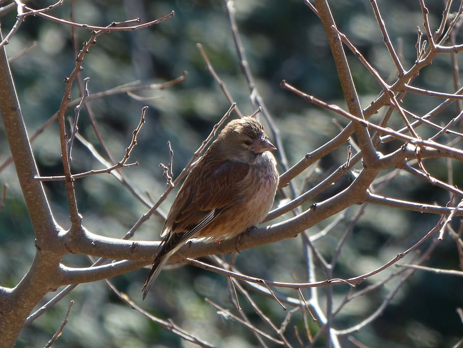 passero, inverno, ramo, freddo, uccello, fauna selvatica, animali allo stato selvatico, appollaiati, albero, vertebrato, temi animali, animale, un animale, pianta, concentrarsi sulle conoscenze acquisite, natura, albero nudo, nessuno, giorno, ramoscello, all'aperto, avvicinamento, 2K