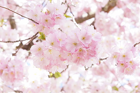 selective, focus, pink, cherry, blossom, flowers, tree, flower tree, bloom, spring, ornamental cherry, blütenmeer, overflowing, lush, sweet, romance, japanese cherry trees, japanese cherry, beauty, japanese flowering cherry, herrlich, romantic, wonderful, blossom branches, pink Color, japan, nature, springtime, branch, cherry Blossom, petal, flower Head, flower, flowering plant, plant, freshness, fragility, beauty in nature, vulnerability, growth, close-up, no people, day, selective focus, inflorescence, outdoors, cherry tree, softness, bunch of flowers, 5K, CC0, public domain, royalty free