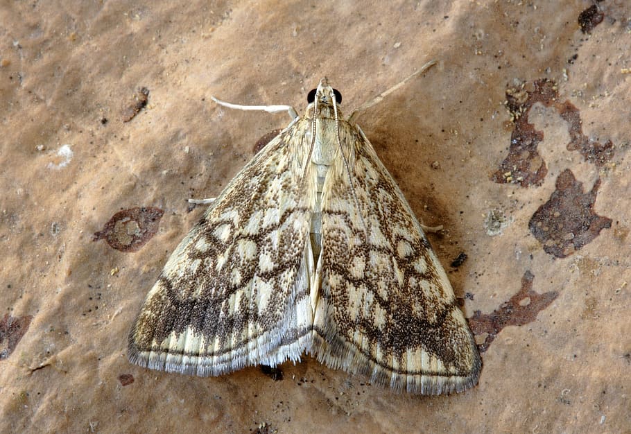 arna, pirralida, insecte, naturalesa, lepidòpters, ales, macro, pyralidae, animal, vida salvatge, temes d'animals, fauna animal, un animal, animals a la natura, primer pla, cap gent, dia, invertebrat, part del cos dels animals, a l'aire lliure, sòlid, rock - object, rock, la vida marina, terra, longitud completa, marí, papallona, 5K