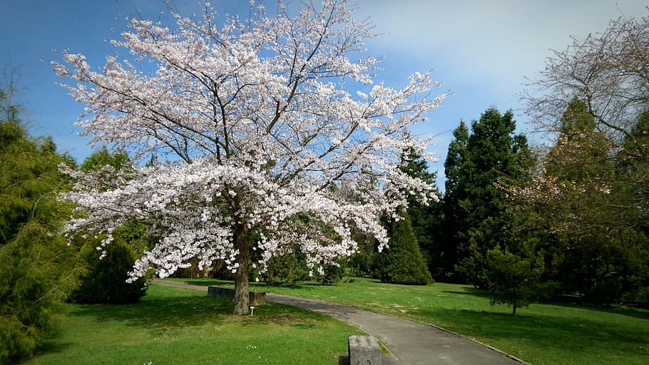 cirera, flors, arbres, jardí, arbre, primavera, naturalesa, jardí Botànic, bonic, raig de sol, Conte de fades, rosenbaum, planta, romàntic, bellesa a la natura, flor, creixement, planta amb flors, cel, frescor, dia, fragilitat, branca, cap gent, arbre fruiter, color verd, vulnerabilitat, parc, tranquil·litat, a l'aire lliure, flor de cirerer, cirerer, 2K