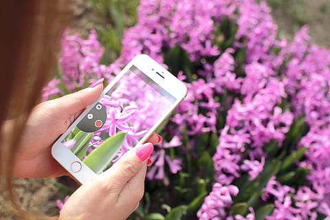 mulher, maçã, Câmera, Smartphone, flor, iphone 6, brincar, Rosa, tirando foto, tocar, tela sensível ao toque, imagens de domínio público, tecnologia, tecnologia sem fio, planta com flores, mão humana, dispositivo de informação portátil, comunicação, mão, celular, plantar, temas de fotografia, Telefone, segurando, conexão, parte do corpo humano, uma pessoa, mensagens de foto, fechar-se, natureza, ao ar livre, roxa, rede social, 1080P, CC0, domínio público, royalty free