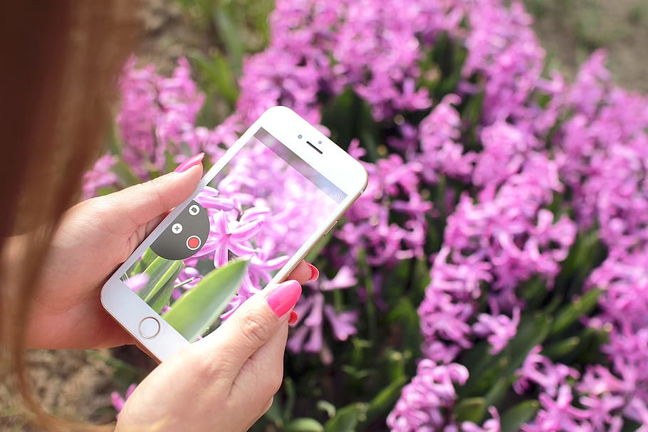 dona, poma, càmera, smartphone, flor, iphone 6, maqueta, rosa, prendre fotos, tocar, pantalla tàctil, imatges de domini públic, tecnologia, tecnologia sense fils, telèfon intel·ligent, planta amb flors, mà humana, dispositiu d’informació portàtil, comunicació, mà, telèfon mòbil, planta, temes de fotografia, telèfon, celebració, connexió, part del cos humà, una persona, missatgeria fotogràfica, primer pla, naturalesa, a l'aire lliure, porpra, xarxes socials, 1080P