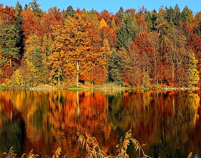 lake sorrounded, trees, brown, green, leaf trees, body, water, lake, reflection, tree, autumn, fall, forest, red, orange, leaves, foilage, zürich, grass, background, leave, change, plant, beauty in nature, tranquility, orange color, scenics - nature, tranquil scene, nature, no people, growth, waterfront, day, non-urban scene, outdoors, autumn collection, 5K, CC0, public domain, royalty free