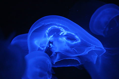 peix de gelea, primer pla, foto, blau, meduses, lluminós, naturalesa, part del cos humà, adult, una persona, gent, mar, animals a la natura, sota l'aigua, invertebrat, fauna animal, marí, la vida marina, animal, aigua, temes d'animals, nedar, un animal, animals en captivitat, submarí, dipòsit, aquari, cap gent, fosc, lluminositat, 5K, CC0, domini públic, lliure de regalies