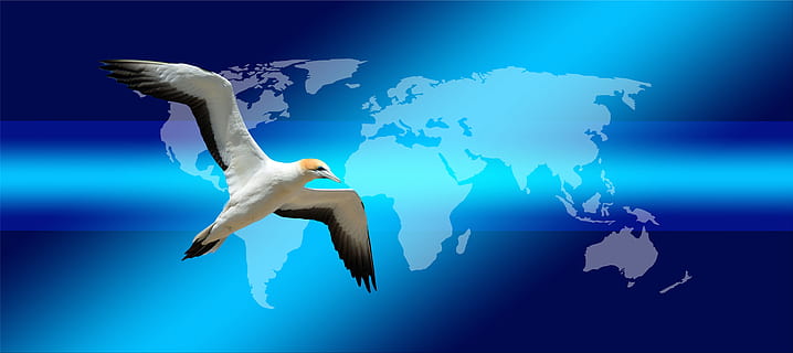 white, black, booby, bird, flying, continents, earth, globe, world, news, press, newspaper, commenced, northern gannet, animal world, fly, dom, journalism, headlines, newsletter, information, read, paper, article, blog, magazine, icon, mail, email, e mail, electronic mail, communication, digital, advertising, broadcast, letters, internet, notification, nature, underwater, sea, full length, blue, one person, animal wildlife, adult, water, digital composite, body part, animals in the wild, side view, human body part, world map, human arm, human limb, arms raised, marine, 5K, CC0, public domain, royalty free