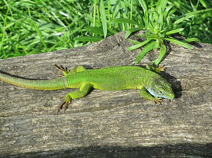 Lizard, Time, Macro, at the same time, green color, one animal, animal wildlife, animals in the wild, reptile, animal themes, animal, vertebrate, nature, no people, day, plant, high angle view, close-up, outdoors, wood - material, zoology, invertebrate, insect, 4K, CC0, public domain, royalty free