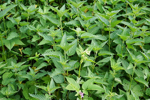 Minze, Pfefferminze, Garten, tee, Essen, köstlich, Getränk, gesund, grüne Farbe, Wachstum, Pflanzenteil, Blatt, Pflanze, Vollbild, Natur, Hintergründe, Feld, Schönheit in der Natur, Tag, keine Leute, Land, draußen, Frische, Nahansicht, Kraut, Lebensmittel, High Angle View, Essen und Trinken, Blätter, Gartenarbeit, Tau, Plantage, 5K, CC0, gemeinfrei, lizenzfrei