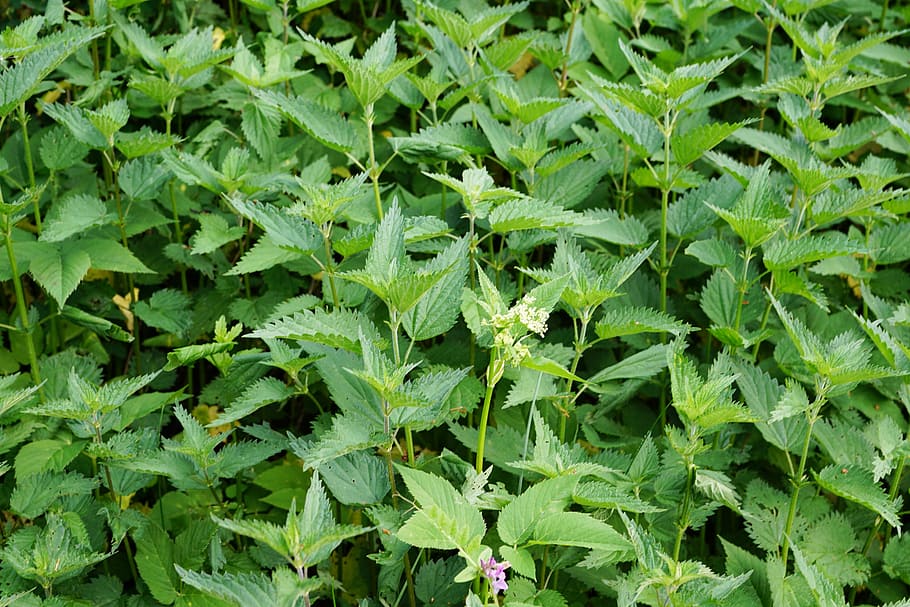 Minze, Pfefferminze, Garten, tee, Essen, köstlich, Getränk, gesund, grüne Farbe, Wachstum, Pflanzenteil, Blatt, Pflanze, Vollbild, Natur, Hintergründe, Feld, Schönheit in der Natur, Tag, keine Leute, Land, draußen, Frische, Nahansicht, Kraut, Lebensmittel, High Angle View, Essen und Trinken, Blätter, Gartenarbeit, Tau, Plantage, 5K