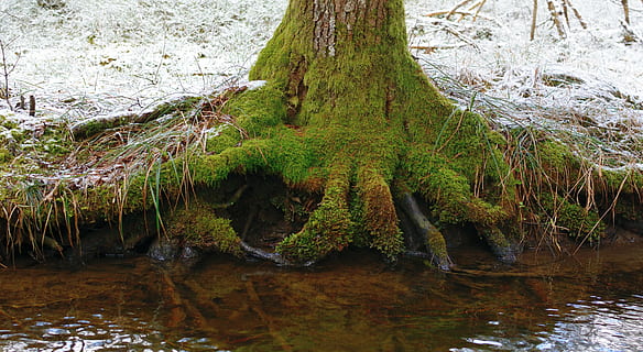 Baum, Wurzel, Wasser, Natur, Wald, Baumwurzel, verwurzelt, natürliche Energie, Macht, Pflanze, Symbiose, bewachsen, Wachstum, Ruhe, Kofferraum, Baumstamm, Schönheit in der Natur, Moos, keine Leute, Tag, Land, grüne Farbe, See, ruhige Szene, Szenen - Natur, draußen, 5K, CC0, gemeinfrei, lizenzfrei