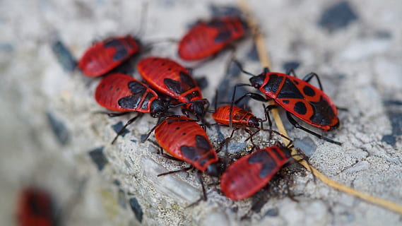 natura, fuoco, insetto, bug, fauna selvatica, temi animali, animali allo stato selvatico, invertebrato, messa a fuoco selettiva, animale, nessuno, avvicinamento, gruppo di animali, solido, roccia, giorno, rosso, roccia - oggetto, all'aperto, vista dall'alto, grande gruppo di animali, ala animale, farfalla - insetto, 4K, CC0, dominio pubblico, privo di copyright