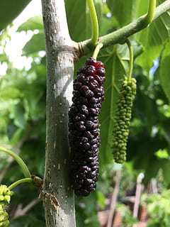 seta, verme, gelso, cibo e bevande, crescita, pianta, cibo, mangiare sano, freschezza, albero, concentrarsi sulle conoscenze acquisite, natura, frutta, nessuno, colore verde, avvicinamento, giorno, benessere, bellezza nella natura, foglia, parte vegetale, frutti di bosco, all'aperto, maturo, piantagione, 4K, CC0, dominio pubblico, privo di copyright