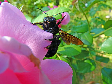 Zimmermann Biene, Insekt, Futter, Makro, Natur, blühend, Pflanze, Tier, ein Tier, Tierthemen, Blume, wirbellos, Tiere in freier Wildbahn, Blütenblatt, Tierwelt, Schönheit in der Natur, blühende Pflanze, pinke Farbe, Wachstum, Nahansicht, Zerbrechlichkeit, Verletzlichkeit, Pflanzenteil, Blütenkopf, Bestäubung, Hummel, 4K, CC0, gemeinfrei, lizenzfrei