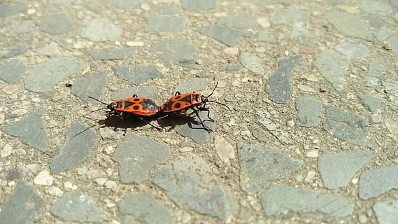 pyrrhocoris apterus, combaciamento, insetti, firebug, creature, Due, rosso, piccolo, temi animali, invertebrato, insetto, fauna selvatica, animali allo stato selvatico, animale, un animale, giorno, ala animale, nessuno, vista dall'alto, natura, avvicinamento, farfalla - insetto, segni di animali, all'aperto, luce del sole, bellezza nella natura, concentrarsi sulle conoscenze acquisite, solido, farfalla, 4K, CC0, dominio pubblico, privo di copyright
