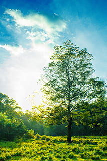 arbre, envoltat, herba, verd, arbres de fullatge, els raigs del sol, bosc, cel, núvol, de fulla perenne, llum solar, creixement, prat, fusta, horitzó, arbre superior, blau, planta, bellesa a la natura, núvol - cel, naturalesa, tranquil·litat, terra, escena tranquil·la, camp, paisatge, escenics - natura, color verd, medi ambient, cap gent, dia, a l'aire lliure, brillant, 5K, CC0, domini públic, lliure de regalies