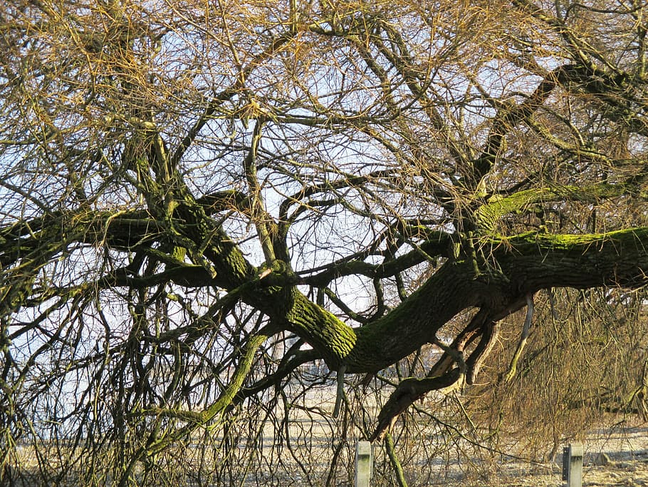 copac, Buturuga, latra, estetic, îndoit, ramuri, mușchi, noduros, bancă, Lacul Constance, Thurgau, plantă, ramură, nici o persoana, vedere unghiulară joasă, creştere, natură, zi, arbore gol, liniște, în aer liber, frumusețe în natură, trunchi de copac, trompă, cer, Culoarea verde, lac, parte a plantelor, frunze, lemn - material, salcie, 4K