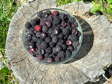 lampone, lampone nero, lampone maturo, bacca, more, raccogliere, bacche di un lampone, macro, vitamina, nutrizione, dolce, biologico, estate, maturo, vegetariano, luminosa, frutta, cibo, frutti di bosco, cibo e bevande, mangiare sano, freschezza, vista dall'alto, nessuno, giorno, benessere, direttamente sopra, legno - materiale, natura, avvicinamento, natura morta, mora - frutta, all'aperto, tavolo, mora, 4K, CC0, dominio pubblico, privo di copyright