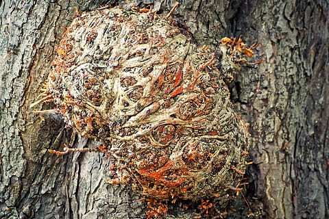 copac, latra, natură, Buturuga, structura, pădure, maro, ţese, vărsat scoarță, creier, prea mare, gri, datailaufnahme, devorat, dumbravă, floră, plantă, noduros, închide, structura din lemn, lemn, vechi, trib, scoarta de copac, cereale, erodate, model, textură, fundal, suprafaţă, nuanțe de maro, dezagregare, lemn vechi, trunchi de copac, trompă, texturată, stare brută, a închide, nici o persoana, zi, creştere, plante scoarță, în aer liber, fundaluri, lemn - material, să se concentreze asupra primelor elemente, cadru complet, modelul natural, lichen, 4K, CC0, domeniu public, fără drepturi de autor
