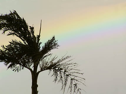 palm, tre, regnbue, palmetre, tropisk, sommer, natur, Strand, palmer, reise, anlegg, himmel, silhouette, paradis, eksotisk, vekst, lav vinkel visning, skjønnhet i naturen, ro, ingen folk, solnedgang, naturskjønnhet - natur, rolig scene, utendørs, klar himmel, tropisk klima, trestamme, gren, dag, palmblad, 1080P, CC0, offentlig domene, opphavsrett gratis