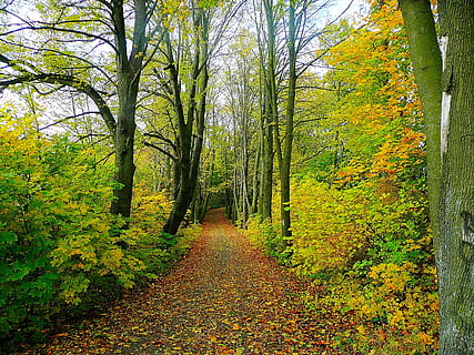 foto, strada, albero, foresta, alberi, viaggio, natura, le foglie, stagione, ceco, repubblica, autunno, foglia, giallo, all'aperto, pianta, modificare, la strada davanti, la tranquillità, direzione, terra, scena tranquilla, crescita, bellezza nella natura, scenics - natura, giorno, sentiero, nessuno, idilliaco, tronco d'albero, bosco, prospettiva decrescente, collezione autunnale, 2K, CC0, dominio pubblico, privo di copyright