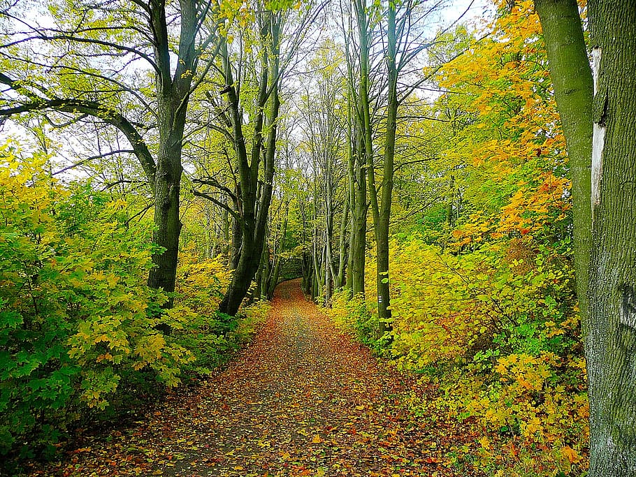 foto, carretera, arbre, bosc, arbres, viatge, naturalesa, fulles, temporada, txec, República, tardor, full, groc, a l'aire lliure, planta, canvi, el camí a seguir, tranquil·litat, direcció, terra, escena tranquil·la, creixement, bellesa a la natura, escenics - natura, dia, sendera, cap gent, idíl·lic, tronc de l'arbre, perspectiva decreixent, col·lecció de tardor, caure, 2K