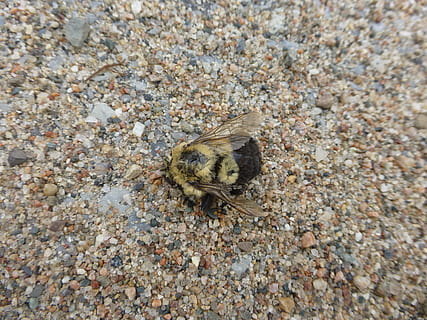 abella, Abellot, mort, macro, primer pla, insecte, error, sorra, animal, un animal, temes d'animals, animals a la natura, fauna animal, cap gent, vista d’angle alt, terra, dia, naturalesa, invertebrat, sòlid, rock, a l'aire lliure, textura, aspre, bellesa a la natura, platja, marí, còdols, 4K, CC0, domini públic, lliure de regalies