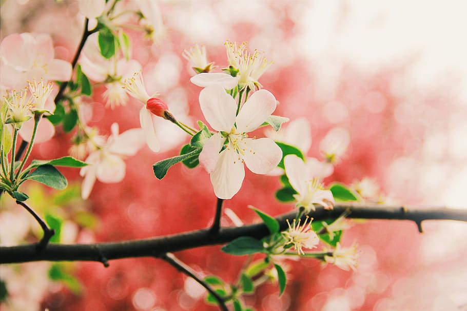 Blume, Nahbereichsphotogrammetrie, Blume, kurze Reichweite, Photogrammetrie, Nahbereichsphotogrammetrie, Frühling, Pflanze, keine Leute, rot, Nahansicht, Wachstum, blühende Pflanze, Schönheit in der Natur, Frische, Zerbrechlichkeit, Verletzlichkeit, pinke Farbe, Natur, selektiver Fokus, Baum, blühen, Ast, Blütenblatt, Tag, Zweig, draußen, Blütenkopf, Kirschblüte, Pflaumenblüte, Kirschbaum, 5K
