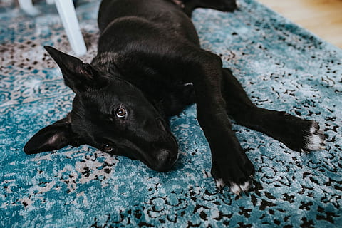 black, dog, light, blue, carpet, Black dog, light blue, blue carpet, pet, animal, pillows, pets, mammal, cute, one animal, animal themes, no people, animal wildlife, animals in the wild, domestic, domestic animals, canine, vertebrate, black color, relaxation, indoors, lying down, resting, focus on foreground, close-up, portrait, 2K, CC0, public domain, royalty free