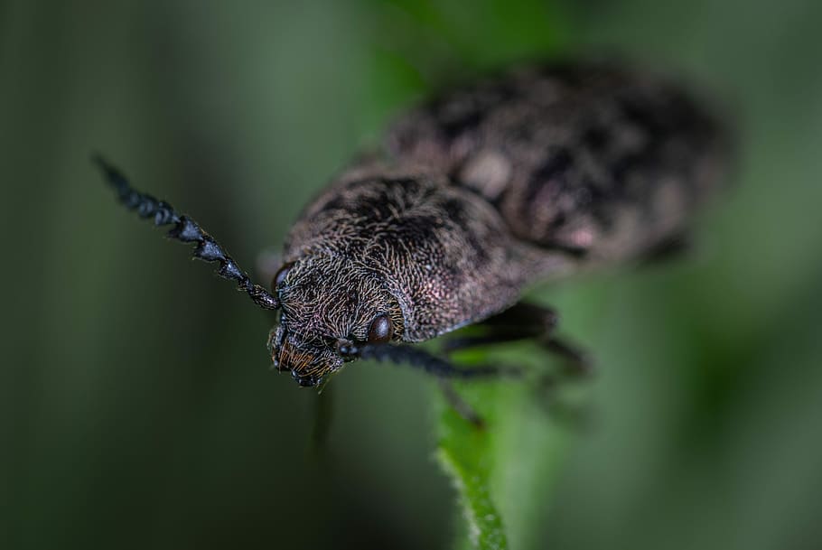 hmyz, brouk, makro, coleoptera, jednoho zvířete, zvířat, zvíře, detail, selektivní zaměření, zvířata ve volné přírodě, nikdo, Příroda, rostlina, bezobratlý, zaměřit se na popředí, zelená barva, venku, krása v přírodě, extrémní detail, den, část těla zvířete, motýl - hmyz, 5K