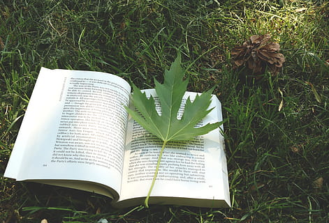 leaf, opened, Book, Sheet, Grass, reading, no people, plant, open, publication, nature, green color, land, field, page, high angle view, education, paper, growth, plant part, text, day, beauty in nature, 4K, CC0, public domain, royalty free
