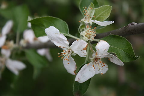 epletre, gren, blomstringen, blomstre, vår, natur, hage, flora, blomst, hvit farge, nærbilde, dag, anlegg, vekst, blomstrende plante, skjørhet, skjønnhet i naturen, sårbarhet, friskhet, petal, blad, plante del, våren, ingen folk, fokusere på forgrunnen, pollen, tre, blomsterhodet, utendørs, 4K, CC0, offentlig domene, opphavsrett gratis