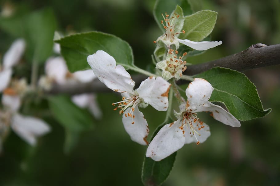 epletre, gren, blomstringen, blomstre, vår, natur, hage, flora, blomst, hvit farge, nærbilde, dag, anlegg, vekst, blomstrende plante, skjørhet, skjønnhet i naturen, sårbarhet, friskhet, petal, blad, plante del, våren, ingen folk, fokusere på forgrunnen, pollen, tre, blomsterhodet, utendørs, 4K