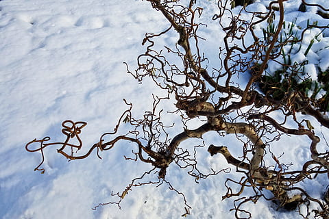 marró, baretree, camp de neu, llevataps, salze, arbre, neu, hivern, jardí, jardí nevat, nevades, amstelpark, amsterdam, buitenveldert, Països Baixos, naturalesa, aigua, planta, cap gent, dia, llac, tranquil·litat, a l'aire lliure, temperatura de fred, animal, temes d'animals, bellesa a la natura, fauna animal, cel, arbre nu, 4K, CC0, domini públic, lliure de regalies