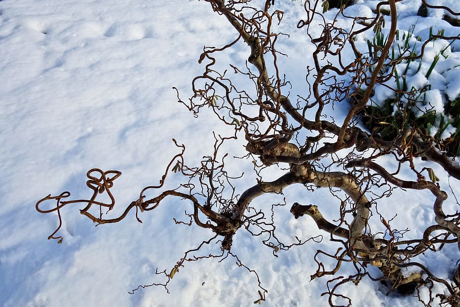 marró, baretree, camp de neu, llevataps, salze, arbre, neu, hivern, jardí, jardí nevat, nevades, amstelpark, amsterdam, buitenveldert, Països Baixos, naturalesa, aigua, planta, cap gent, dia, llac, tranquil·litat, a l'aire lliure, temperatura de fred, animal, temes d'animals, bellesa a la natura, fauna animal, cel, arbre nu, 4K